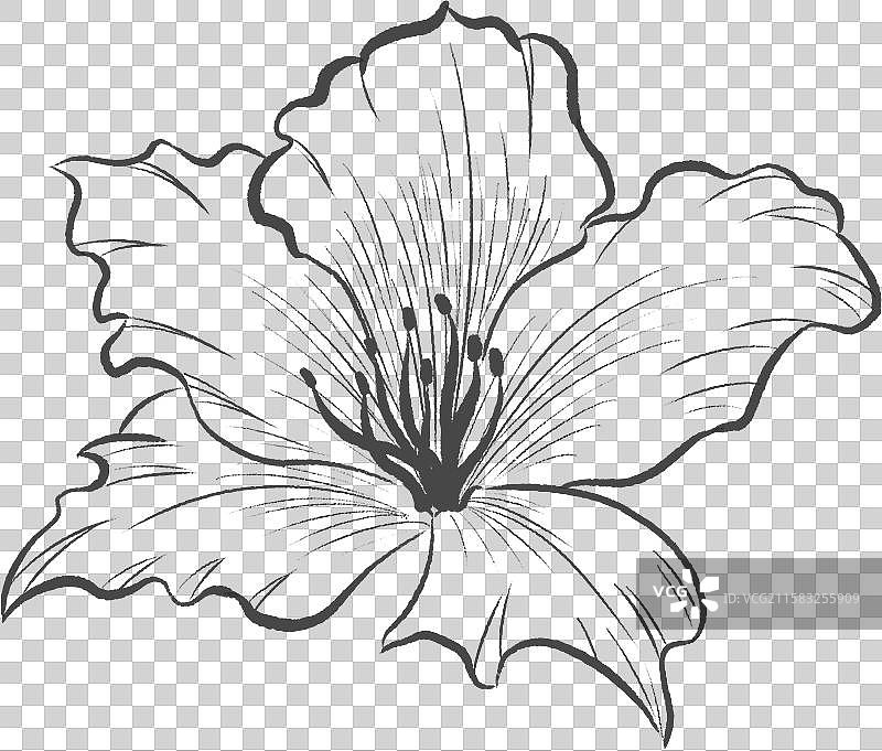 紫荆花黑色线稿图片素材