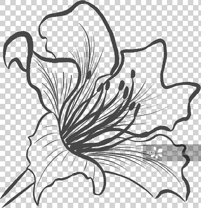 紫荆花黑色线稿图片素材