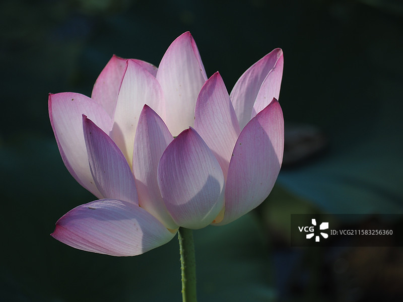 鸣翠湖国家湿地公园的粉白莲花图片素材