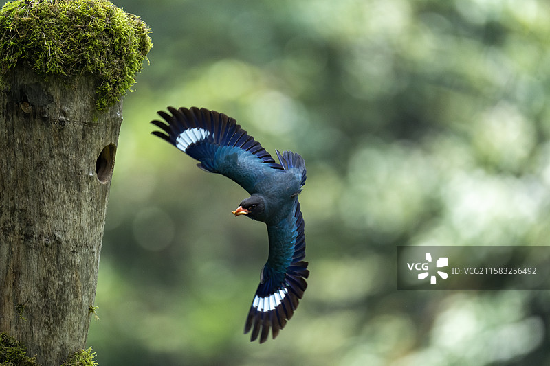 飞翔的三宝鸟图片素材