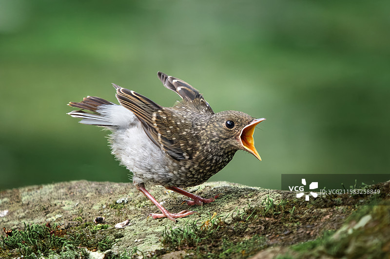 因为饥饿而愤怒的小鸟图片素材