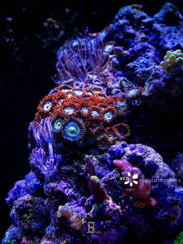 拥有各种热带鱼和珊瑚的海水水族箱图片素材