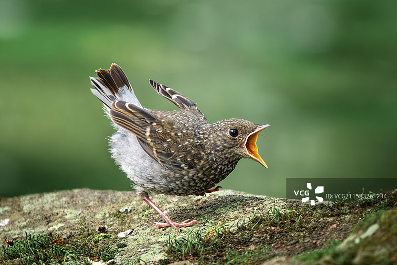 因为饥饿而愤怒的小鸟图片素材