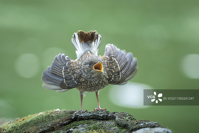 因为饥饿而愤怒的小鸟图片素材