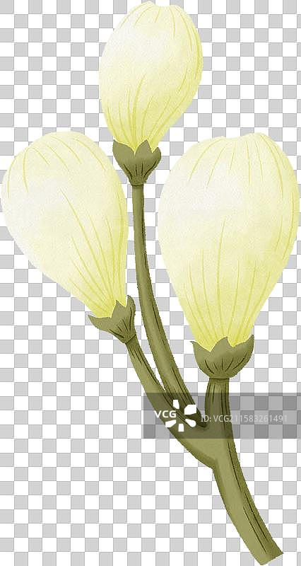 白色花苞串图片素材