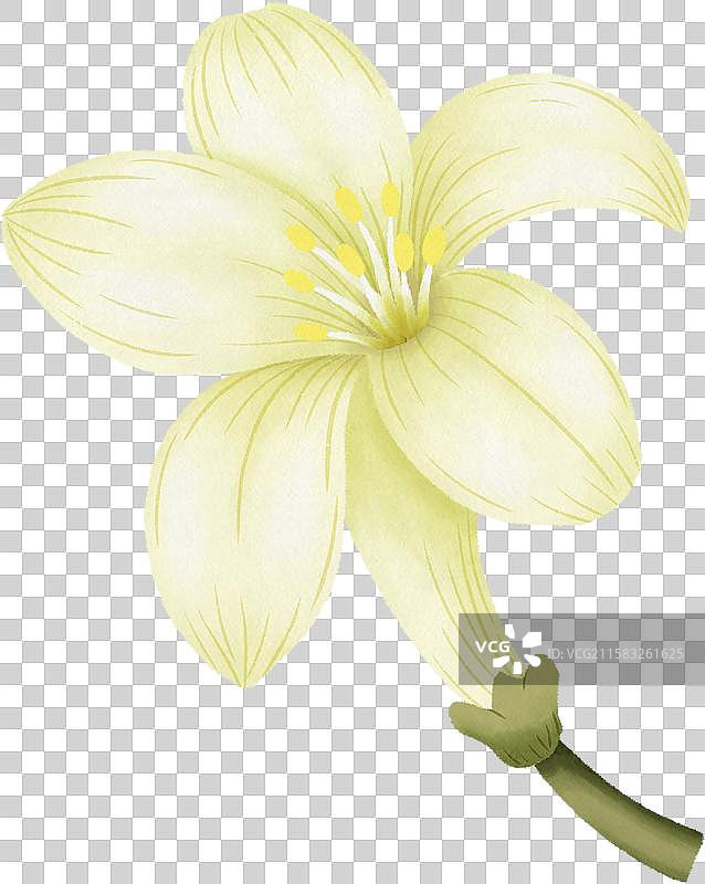 九里香花朵图片素材