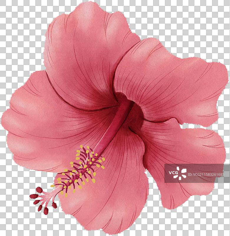 粉色木槿花花朵图片素材