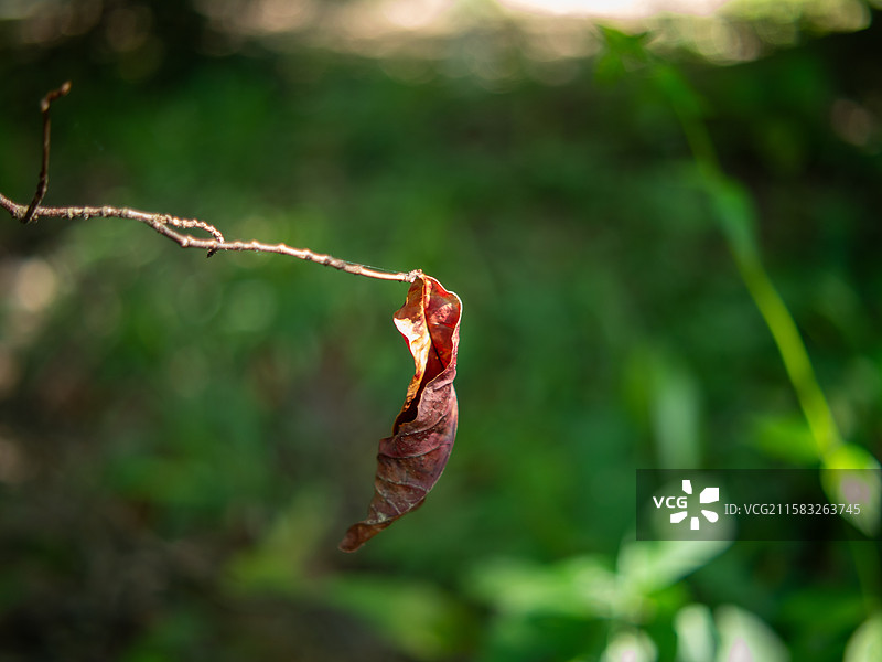 光影下的树叶图片素材