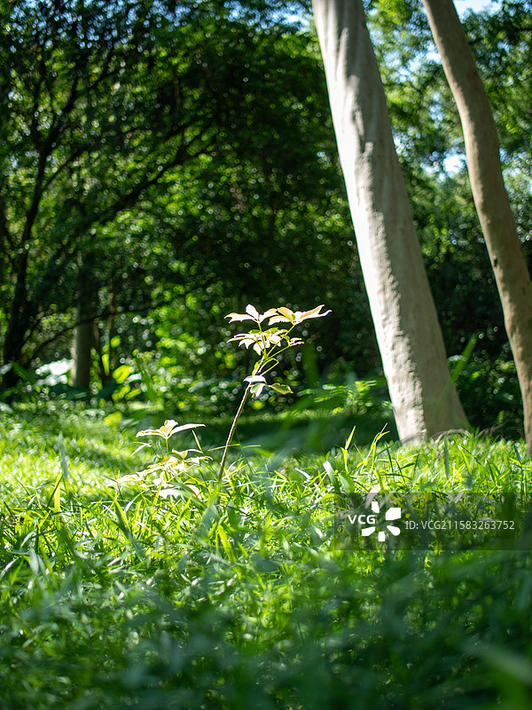 光影下的树叶图片素材