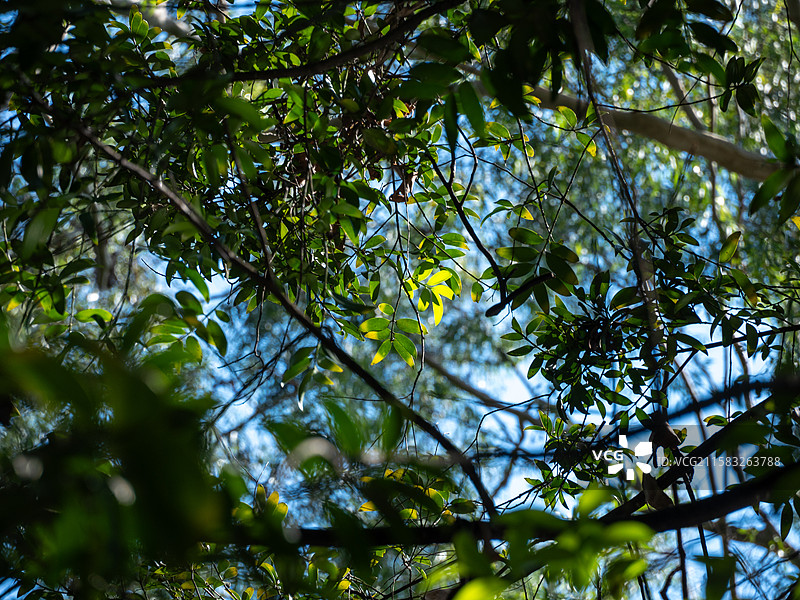 光影下的树叶图片素材