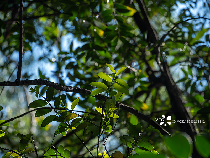 光影下的树叶图片素材