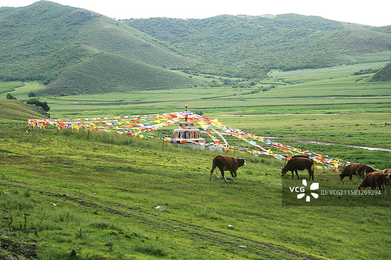 内蒙古大草原 牛羊成群图片素材