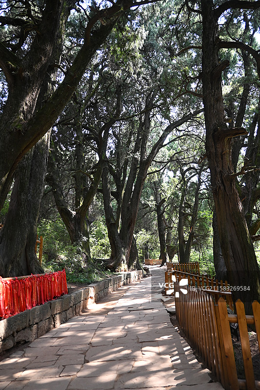 翠云廊图片素材