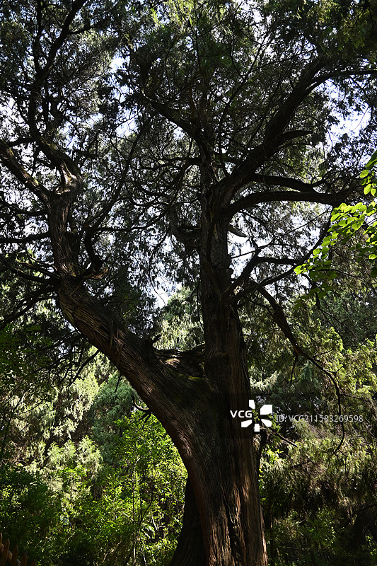 翠云廊图片素材