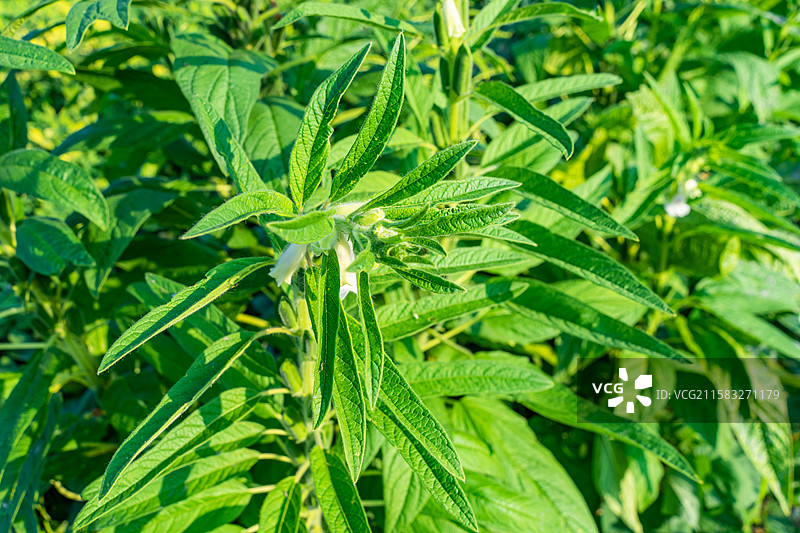 中国农作物植物拍摄主题，菜地里种植的芝麻长出一串果壳成熟的果实种子，户外白昼无人图像摄影图片素材