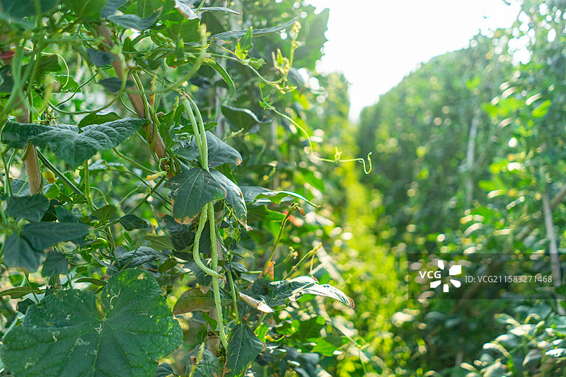 中国农作物蔬菜拍摄主题，有机农庄菜园里缸豆蔬菜架子，结出细长的豆橛子，户外白昼无人图像摄影图片素材