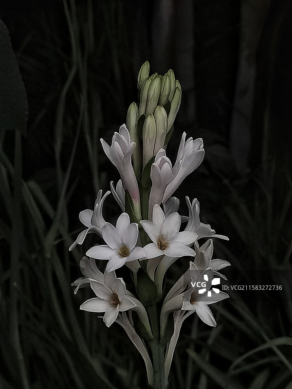 晚香玉图片素材