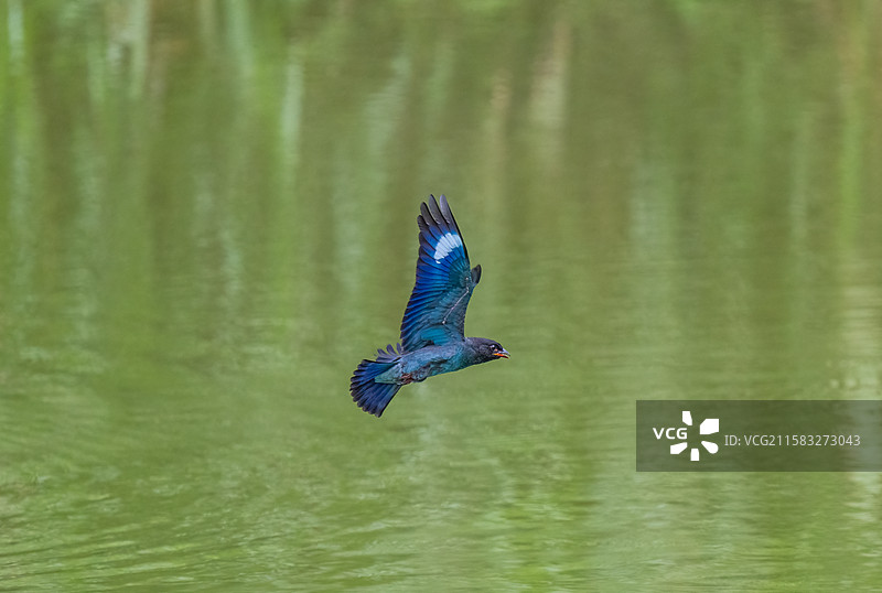 三宝鸟图片素材