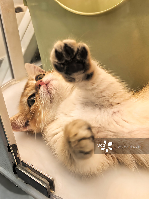 露出小黑爪肉垫的小橘猫图片素材