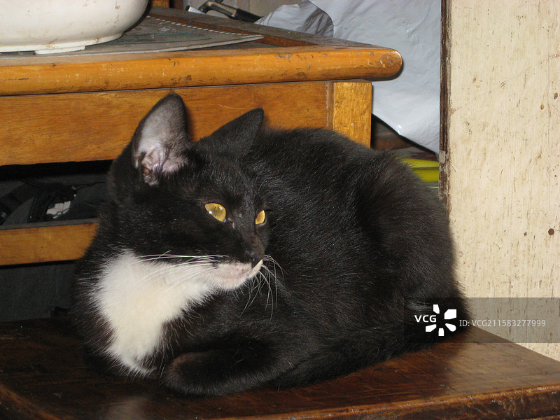 老照片（我家的黑猫）图片素材