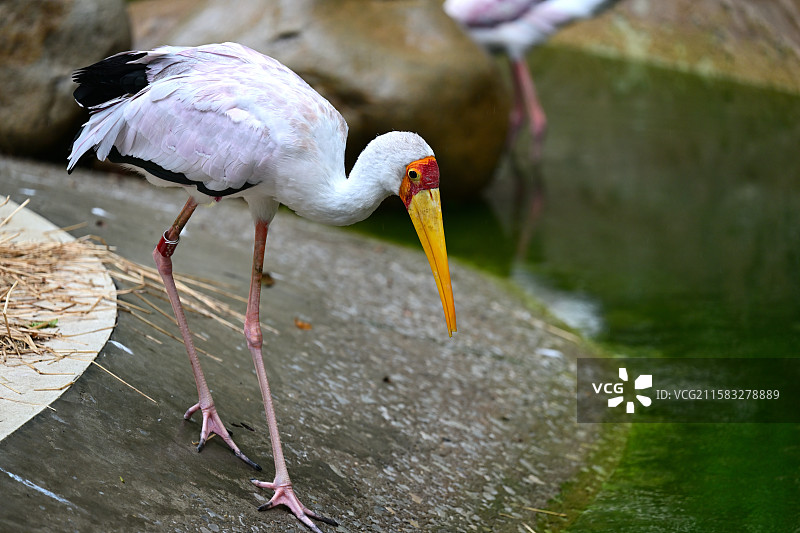 觅食的黄嘴鹮鹳，鸟类，动物主题，上海动物园图片素材