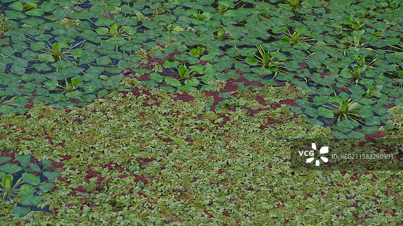 江苏文旅水乡金湖柳树湾湿地公园拍摄的一些湖面绿色系静谧感素材图片素材