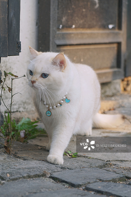 富态的猫图片素材