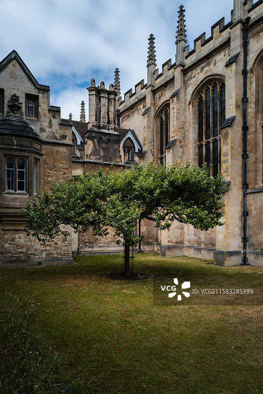 剑桥大学三一学院牛顿苹果树图片素材