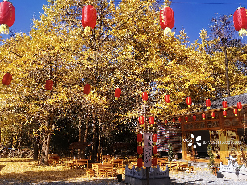 云南腾冲银杏村～银杏树图片素材