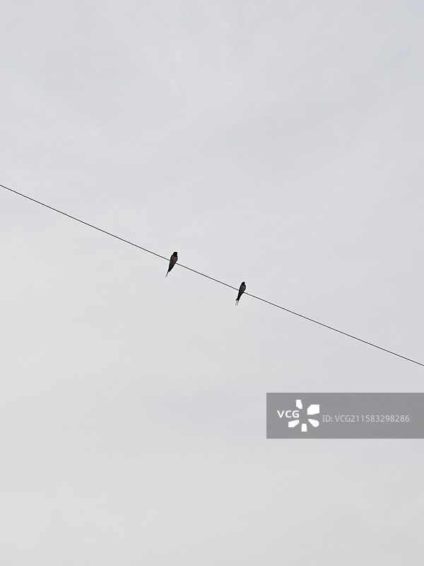 电线上的两只燕子图片素材