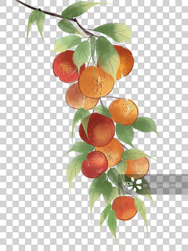 古风水墨一枝李子图片素材