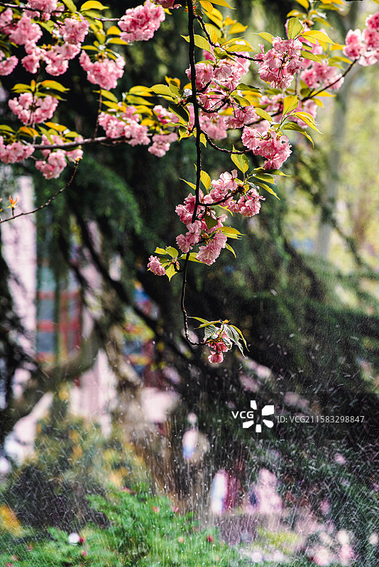 交大校园的春日樱花图片素材