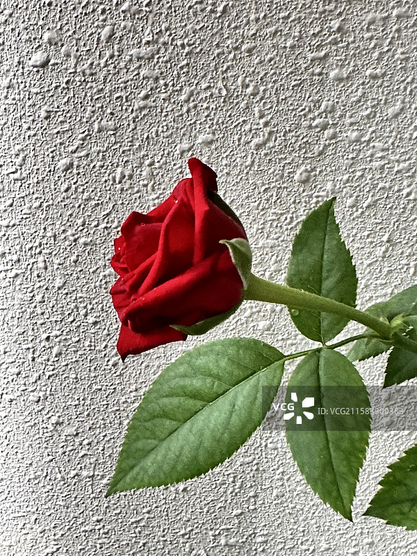 《一朵玫瑰》图片素材