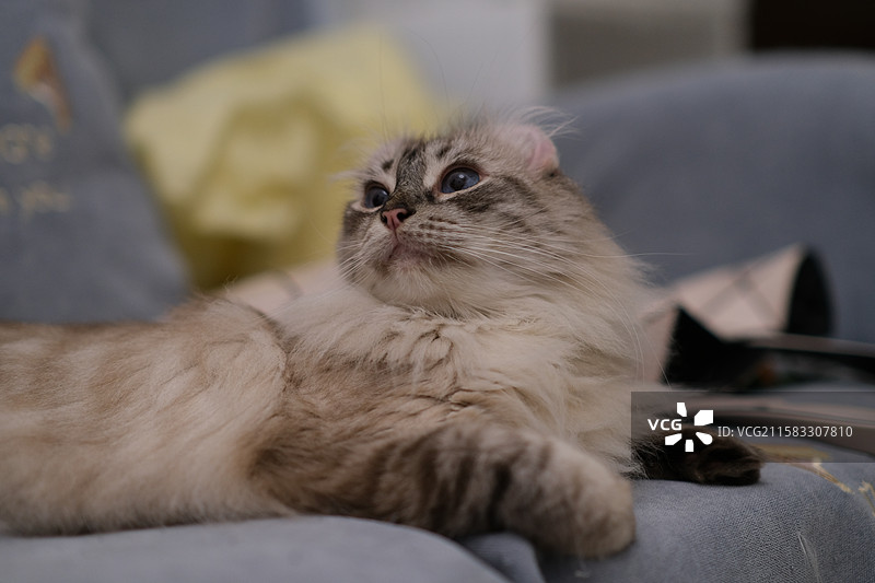 美国卷耳猫图片素材