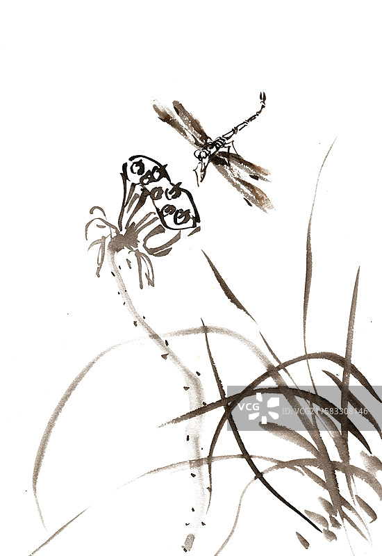 莲蓬与蜻蜓图片素材