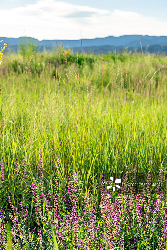 敕勒川阴山下.风吹草低见牛羊.蓝天白云晚霞中的内蒙古呼和浩特敕勒川国家草原自然公园夏日青草茵茵阴山巍图片素材