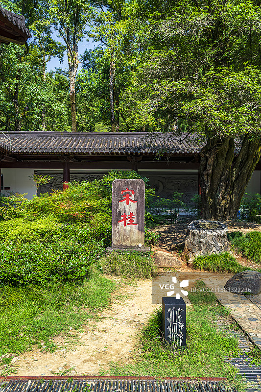武夷山旅游风景区武夷春秋馆宋代朱熹手植桂树图片素材