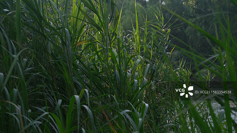 江苏文旅水乡金湖柳树湾湿地公园湖畔芦苇湖面浮光跃金静谧感素材图片素材