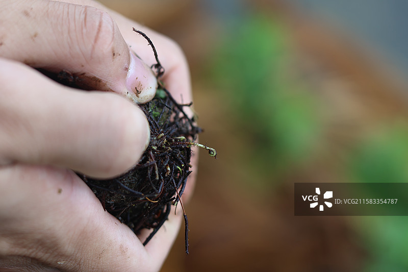 蕨类植物拳卷，孢子囊，羽状叶，对称图片素材