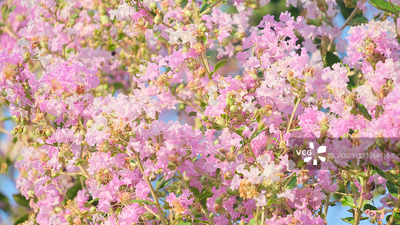 夏天七月紫薇花盛开多视角组图素材图片素材