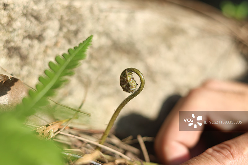 蕨类植物拳卷，孢子囊，羽状叶，对称图片素材