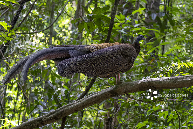 树上的大眼斑雉图片素材