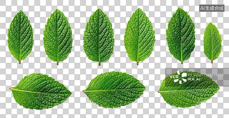 【AI数字艺术】新鲜薄荷叶图片素材