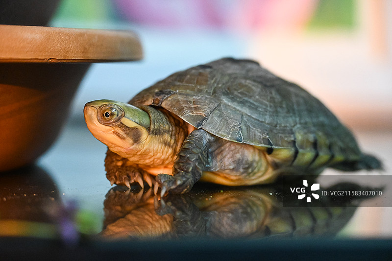 家庭饲养的黄喉拟水龟——小青龟图片素材