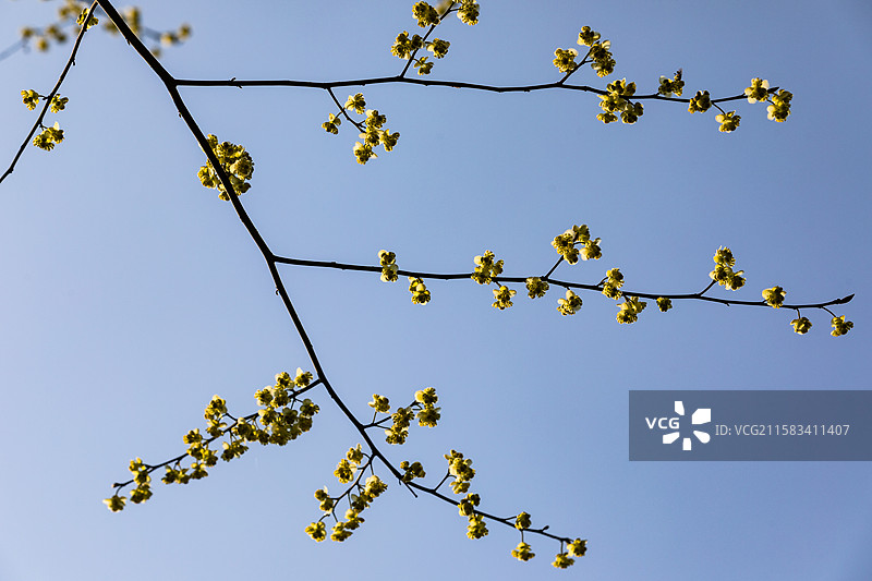 杭州老和山檫树花图片素材