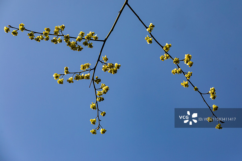 杭州老和山檫树花图片素材