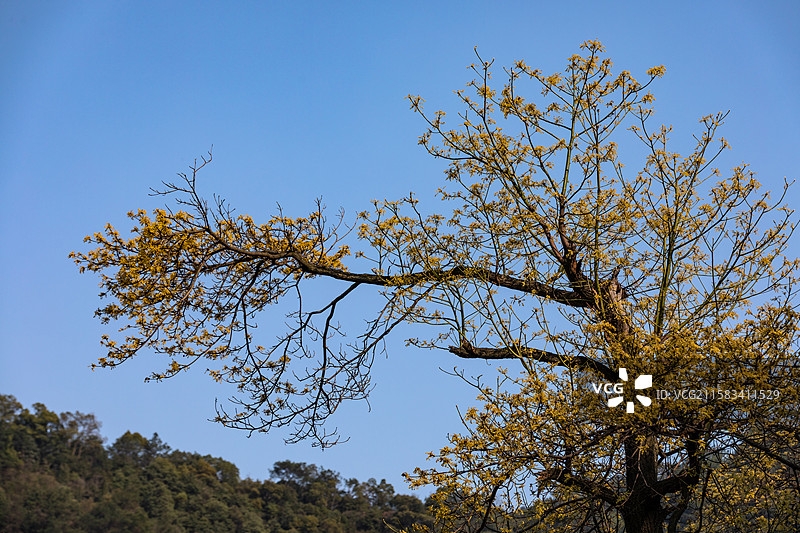 杭州老和山檫树花图片素材