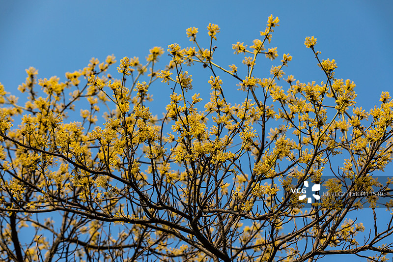 杭州老和山檫树花图片素材