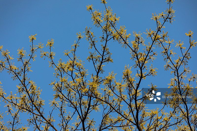 杭州老和山檫树花图片素材