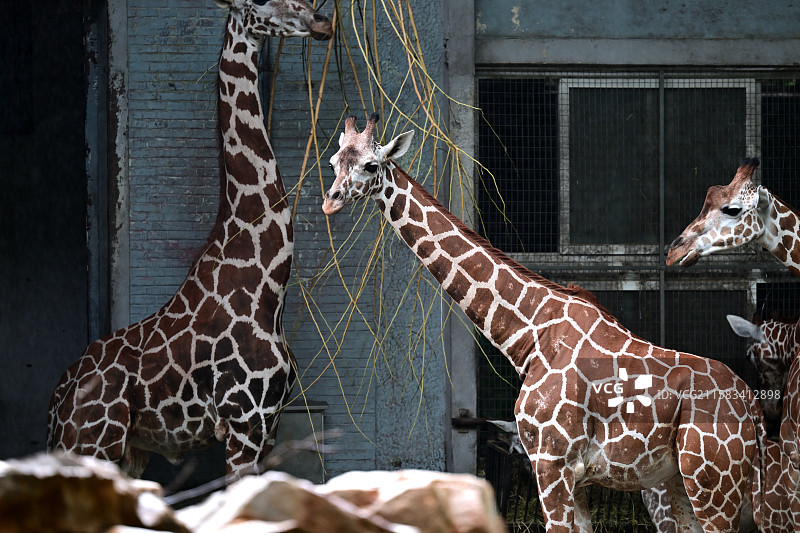 长颈鹿，动物主题，上海动物园图片素材